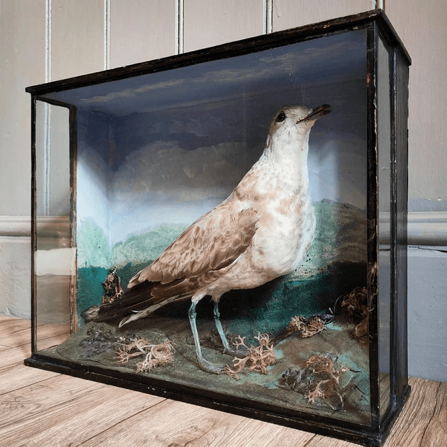 Victorian Taxidermy Seagull 