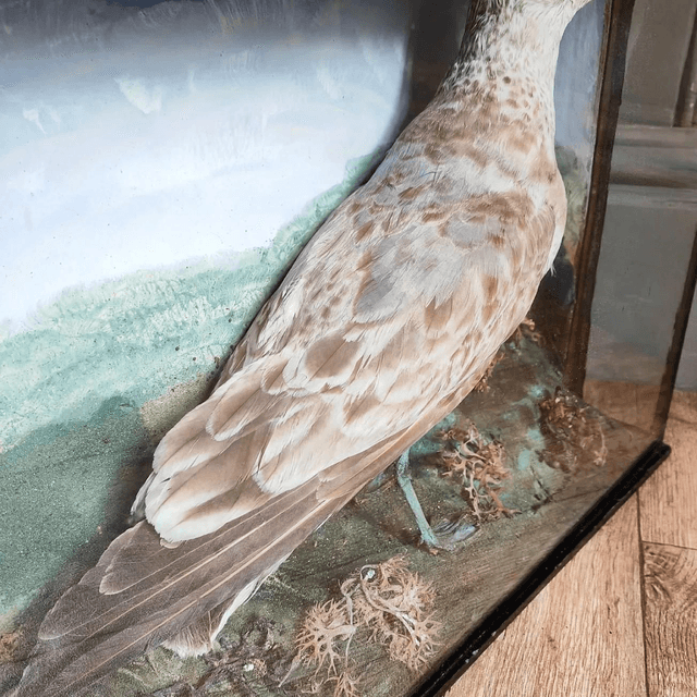 Victorian Taxidermy Seagull 