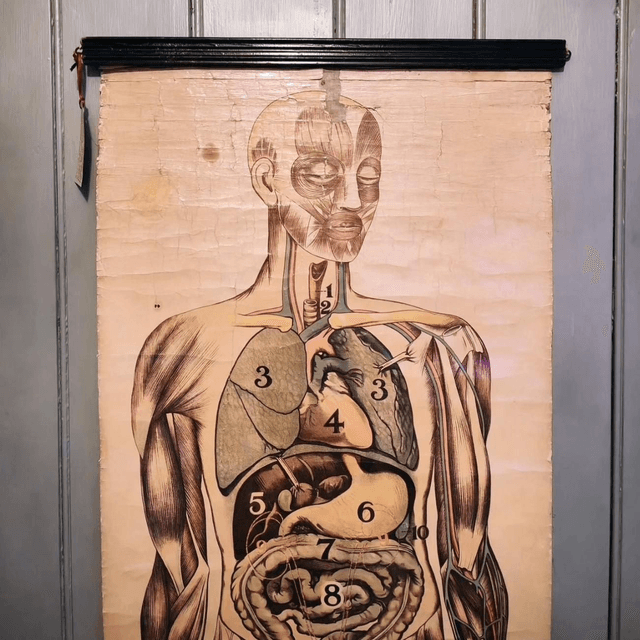 Original Anatomical Educational Chart

