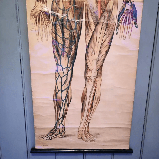 Original Anatomical Educational Chart

