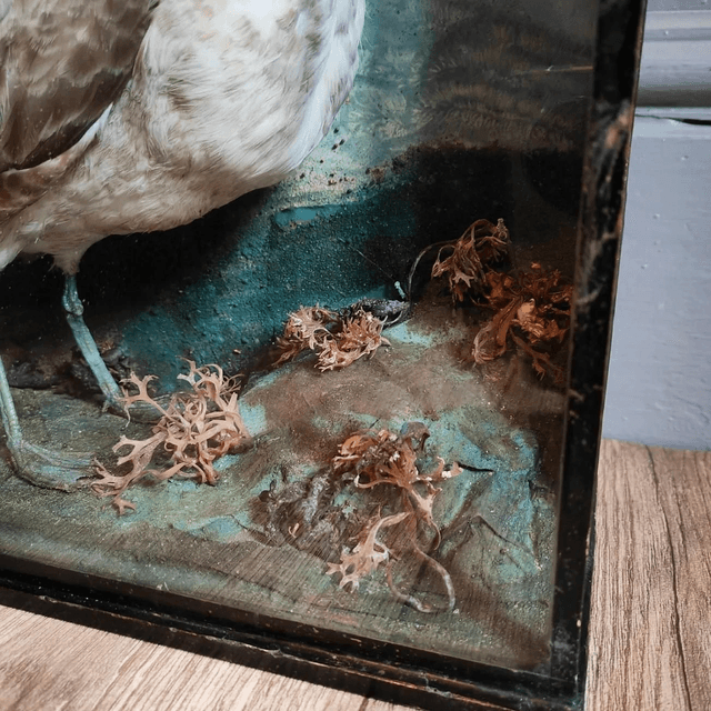 Victorian Taxidermy Seagull 